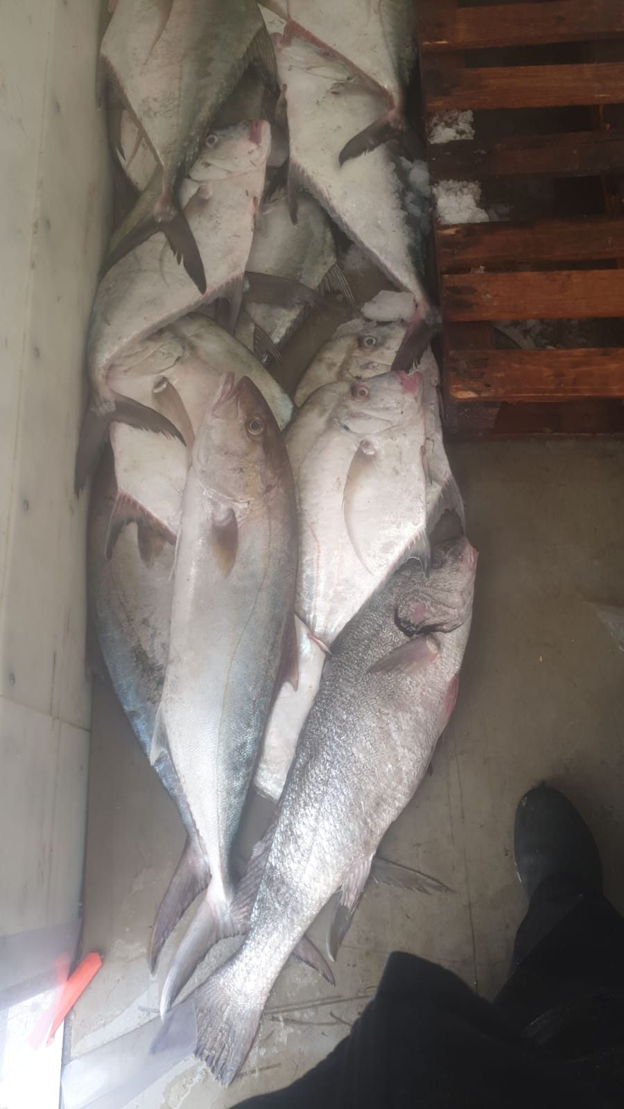 WhatsApp Image 2020-01-30 at 10.31.01 AM (2).jpeg.jpeg